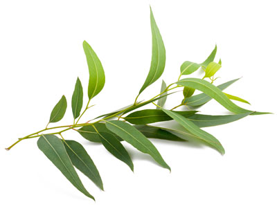Esenciálny olej eucalyptus eukalyptus doterra